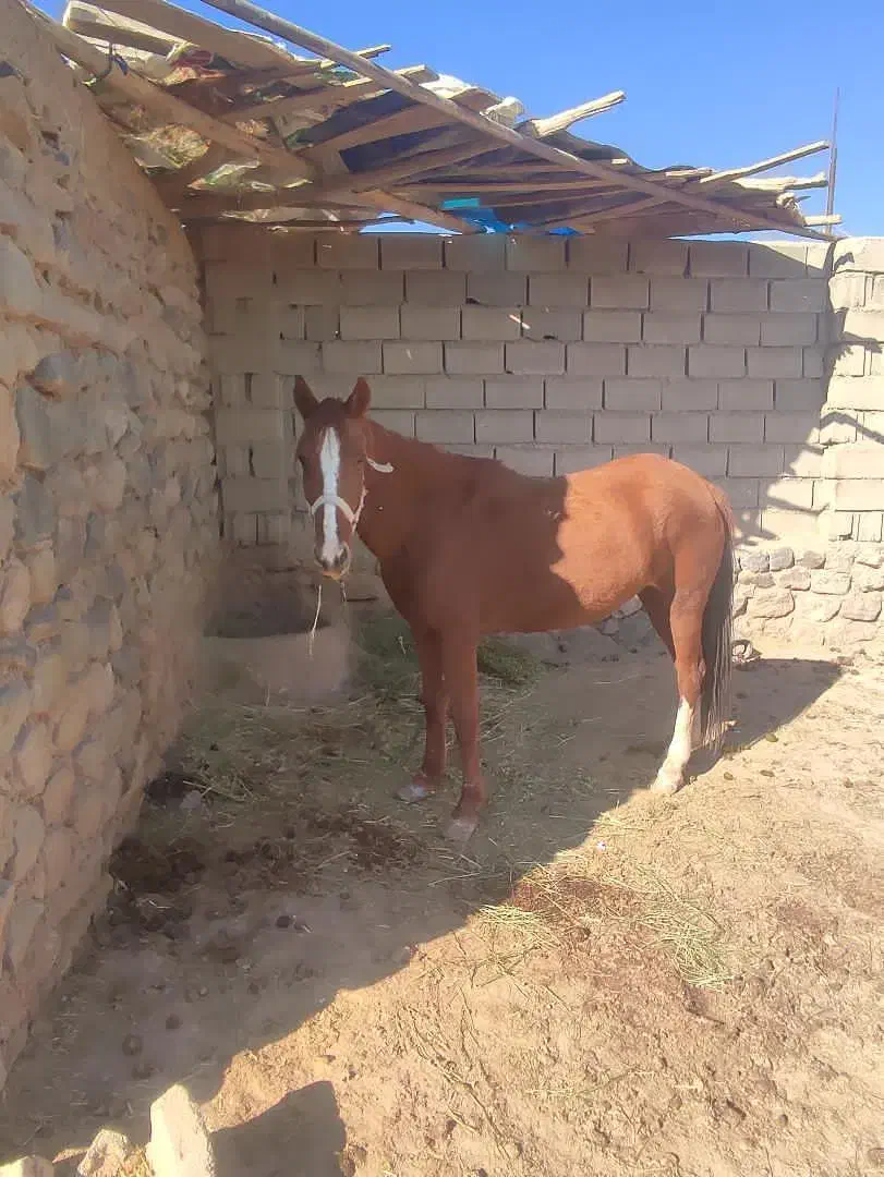 مادیون|اسب و تجهیزات اسبسواری|اسفراین, |دیوار