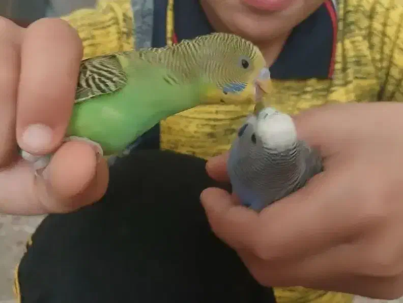 مرغ عشق نیمه دستی|پرنده|برخوار, |دیوار