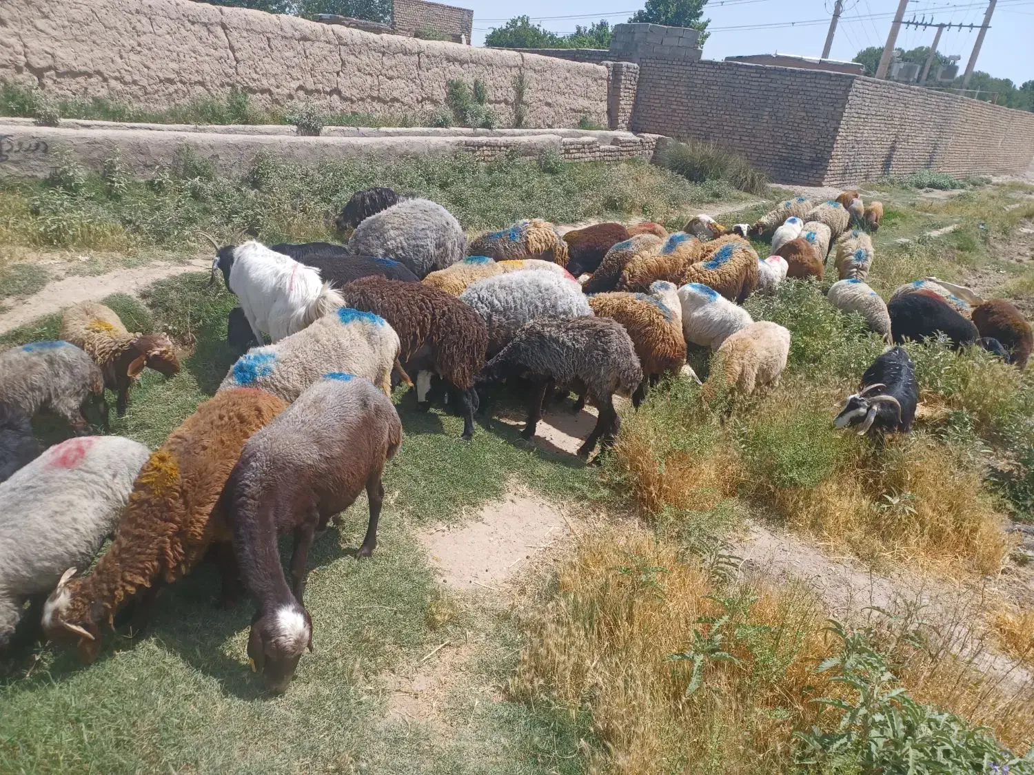 گوسفند زنده بره .بزغاله .میش.همراه باقصاب|حیوانات مزرعه|پاکدشت, پاکدشت (مامازند)|دیوار