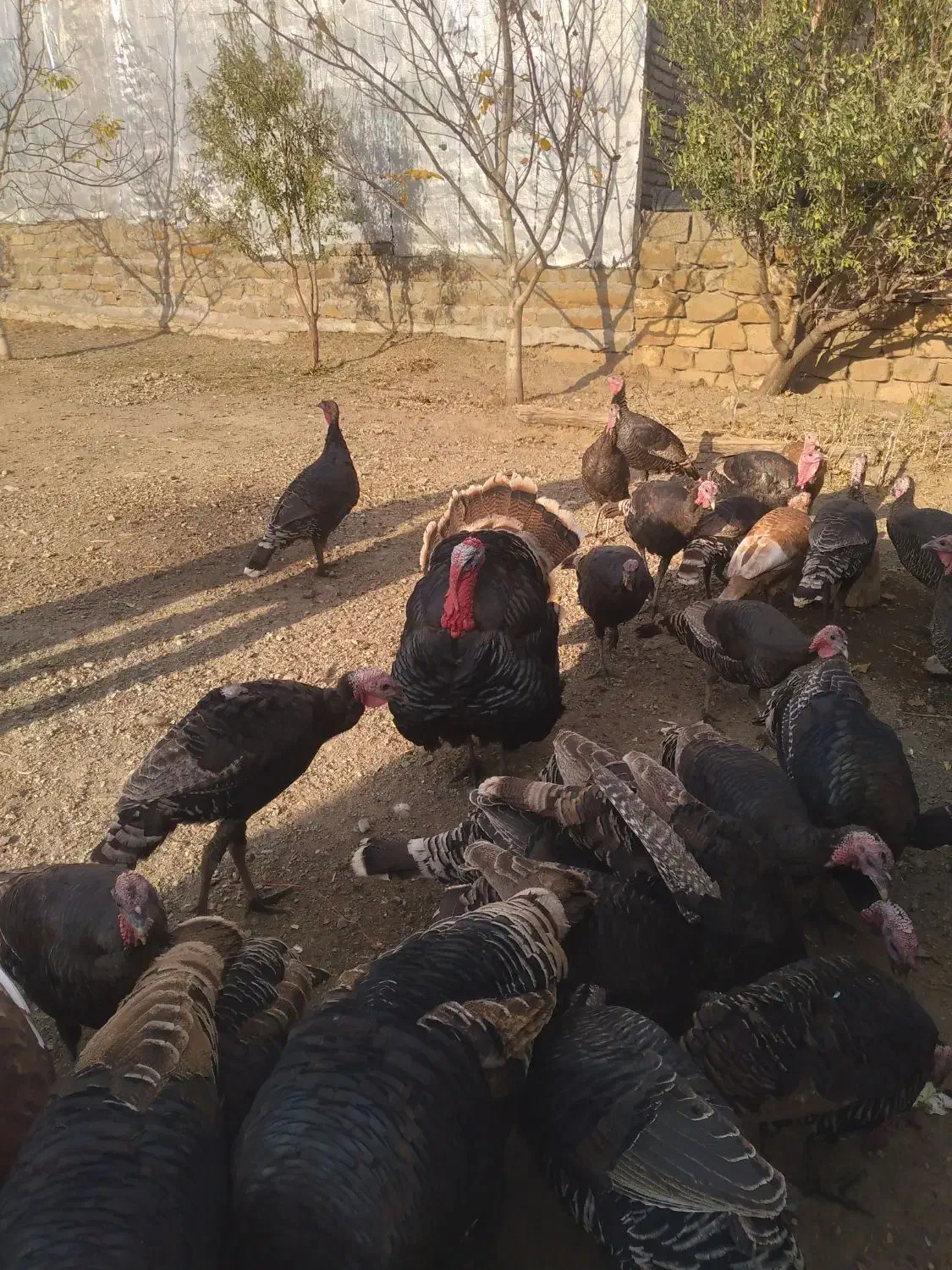 ۴۴ قطعه بوقلمون نر و ماده|حیوانات مزرعه|سیلوانه, |دیوار