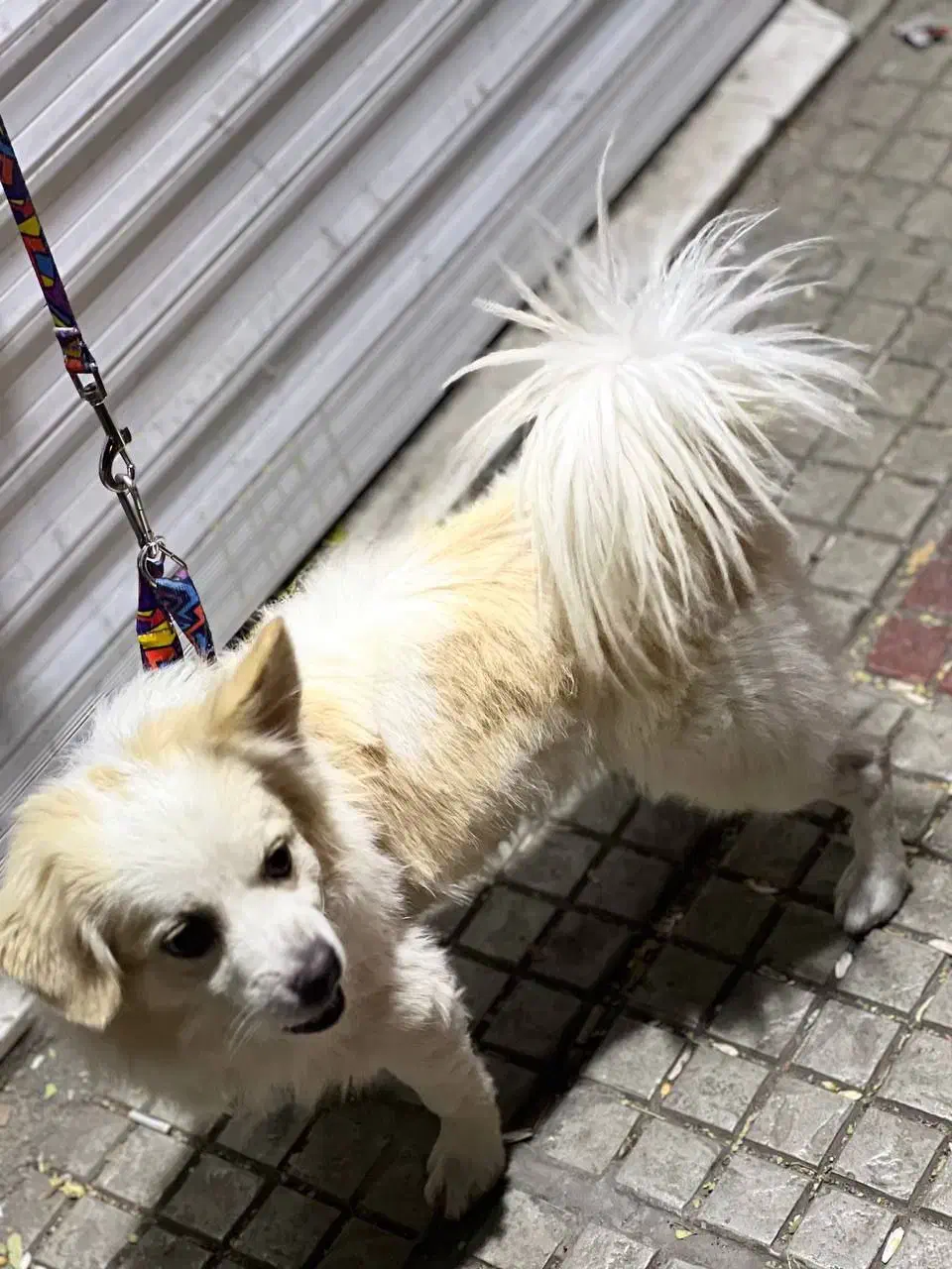 سگ خانگی|سگ|دورود, |دیوار