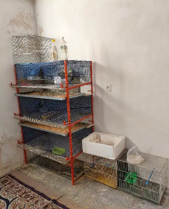 فروش قفس پرنده|لوازم جانبی حیوانات|فردوس (خراسان), |دیوار
