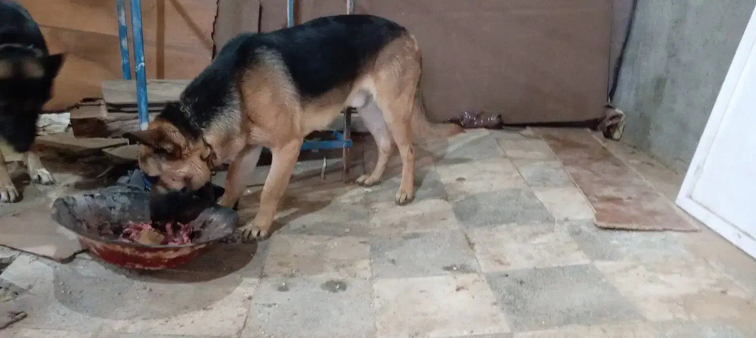 سگ ژرمن|سگ|مشهد, همت آباد|دیوار