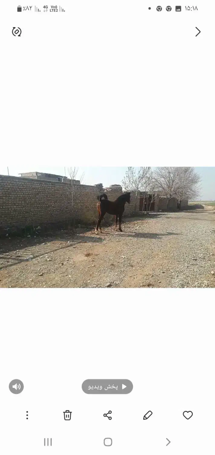 مادیان عرب|اسب و تجهیزات اسب‌سواری|تهران, فرحزاد|دیوار