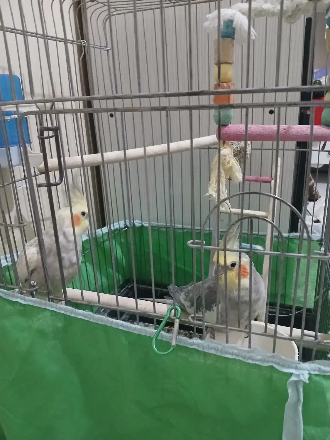 عروس هلندی|پرنده|تهران, افسریه جنوبی|دیوار