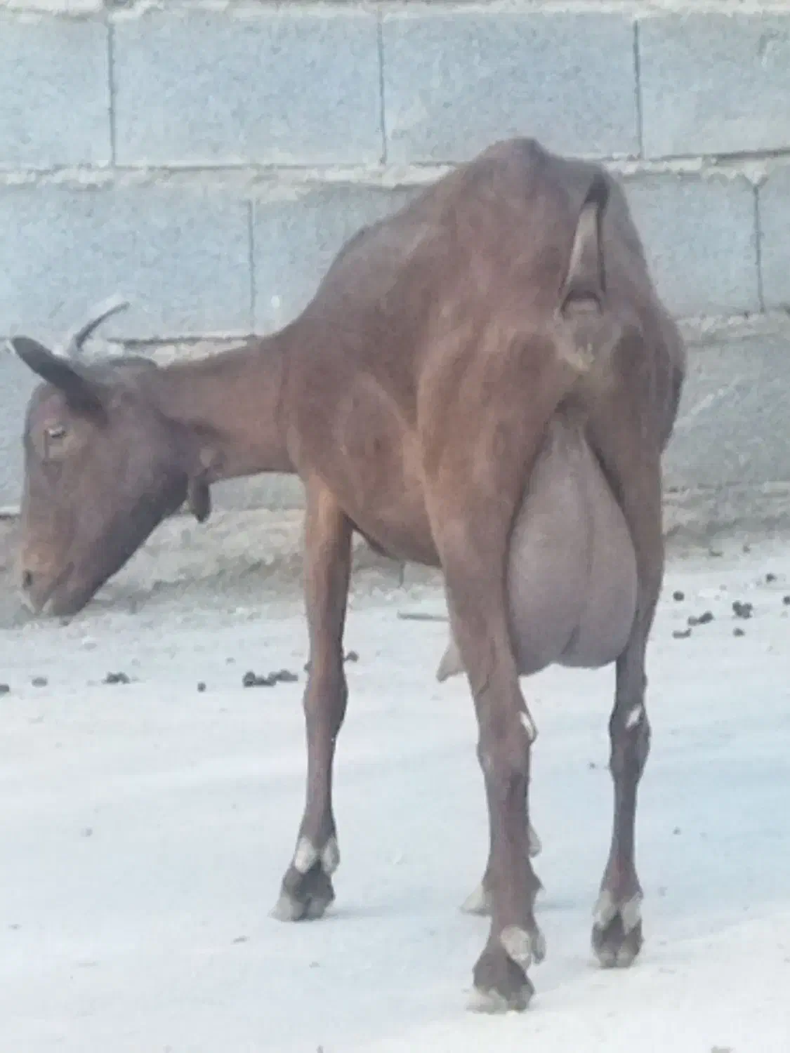 بز مورسیا|حیوانات مزرعه|میمند, |دیوار