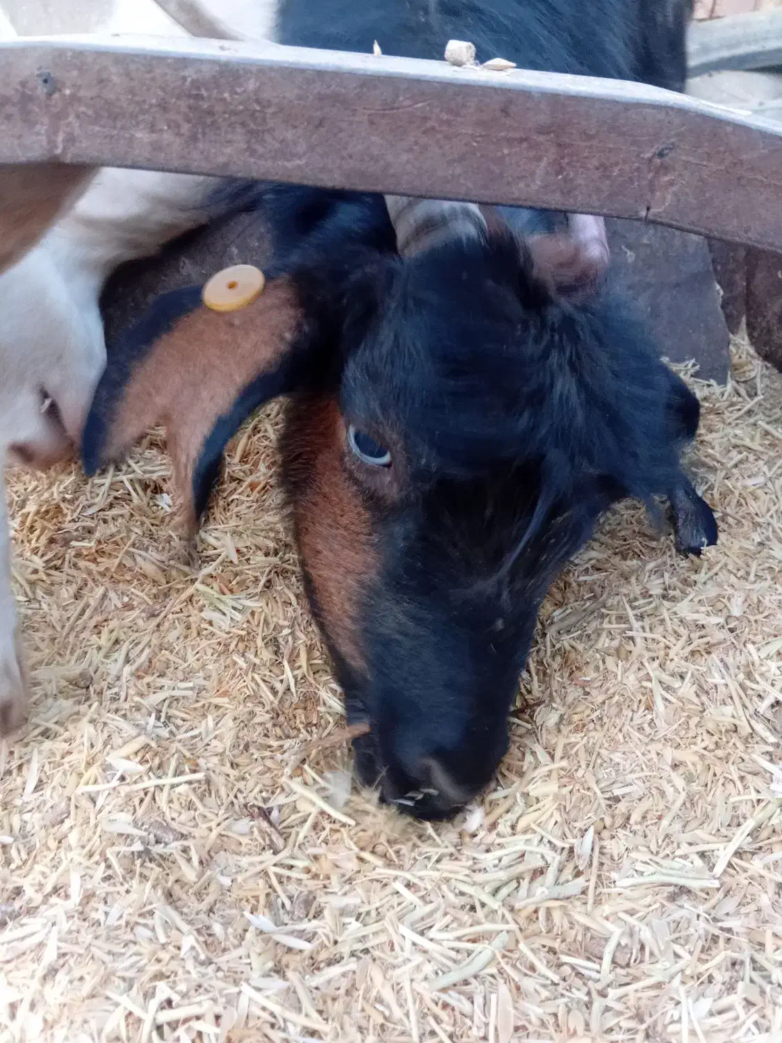 فروش بز|حیوانات مزرعه|برزک, |دیوار