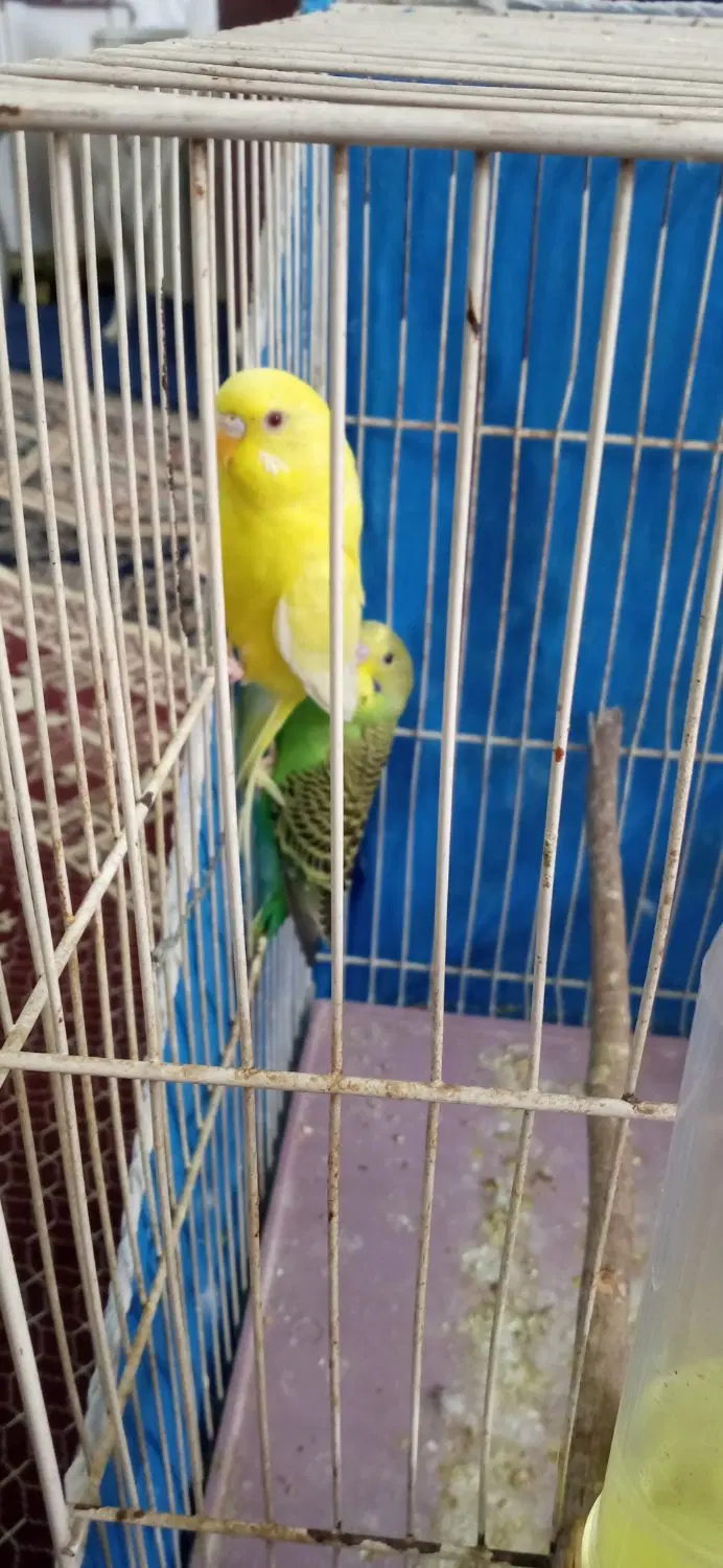 یک جفت|پرنده|خرمشهر, |دیوار