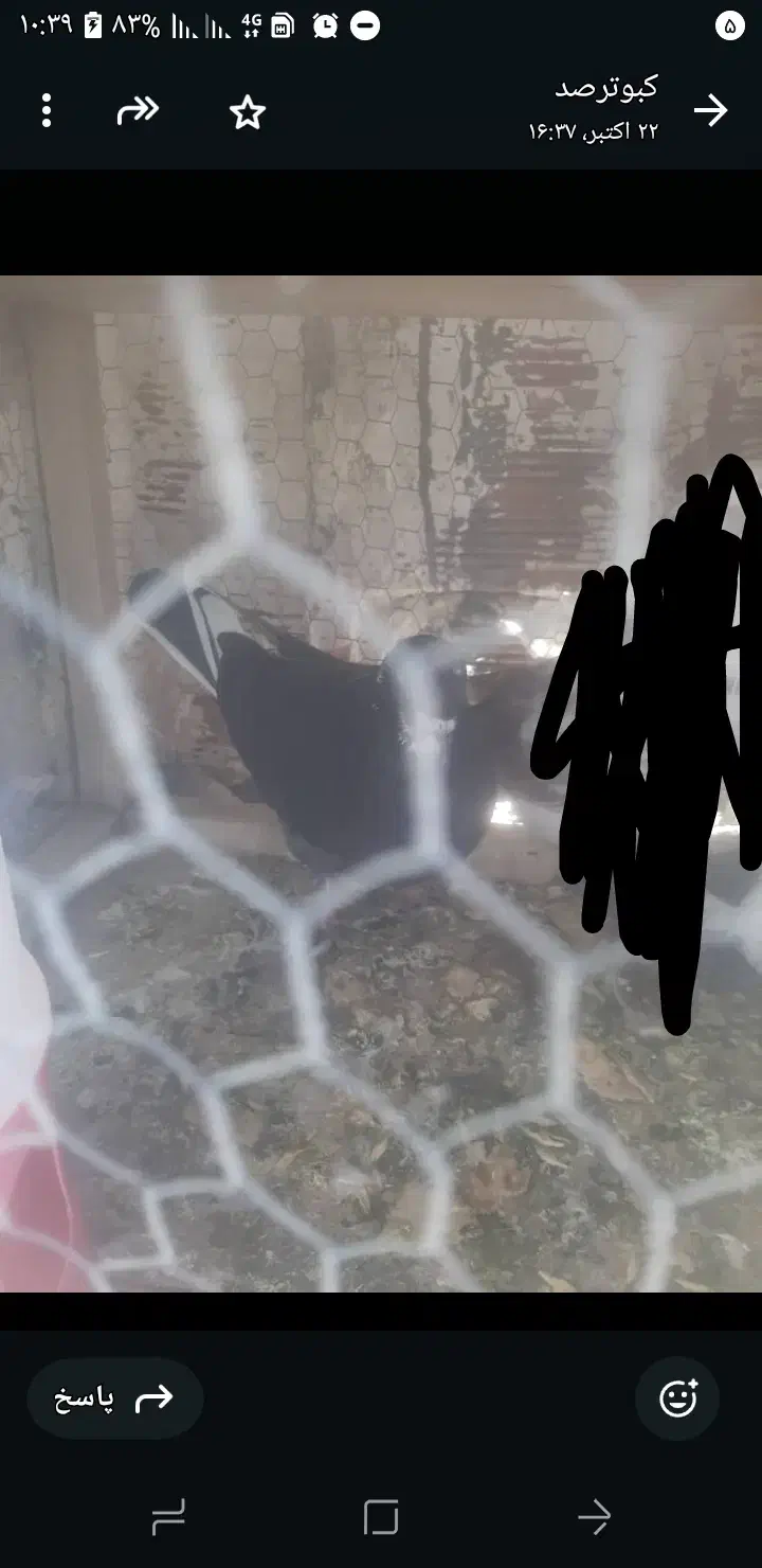 کبوتر در رفتن دیروز|پرنده|ایوان, |دیوار