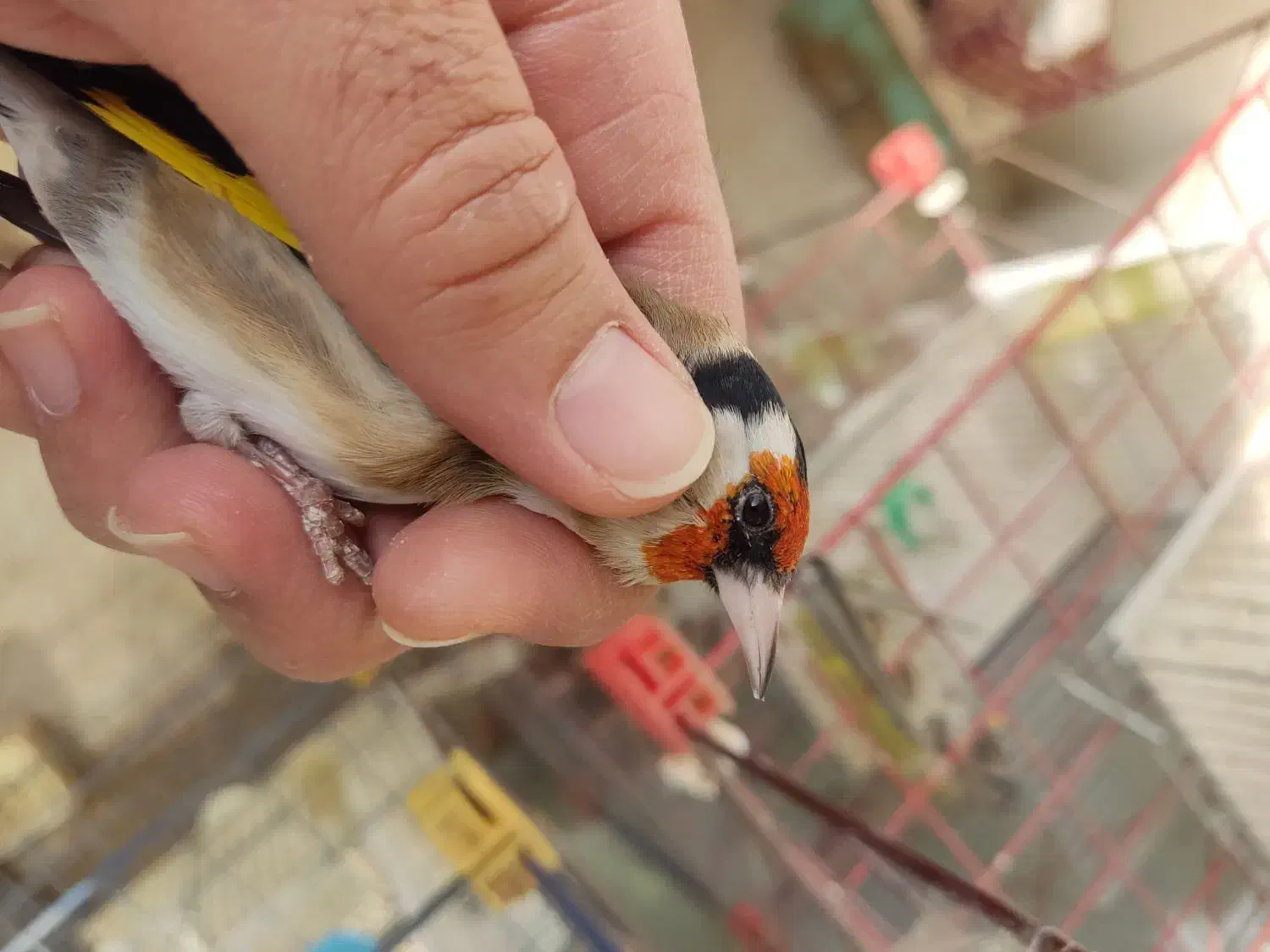 سهره چهار گل خطی|پرنده|اصفهان, ارغوانیه|دیوار