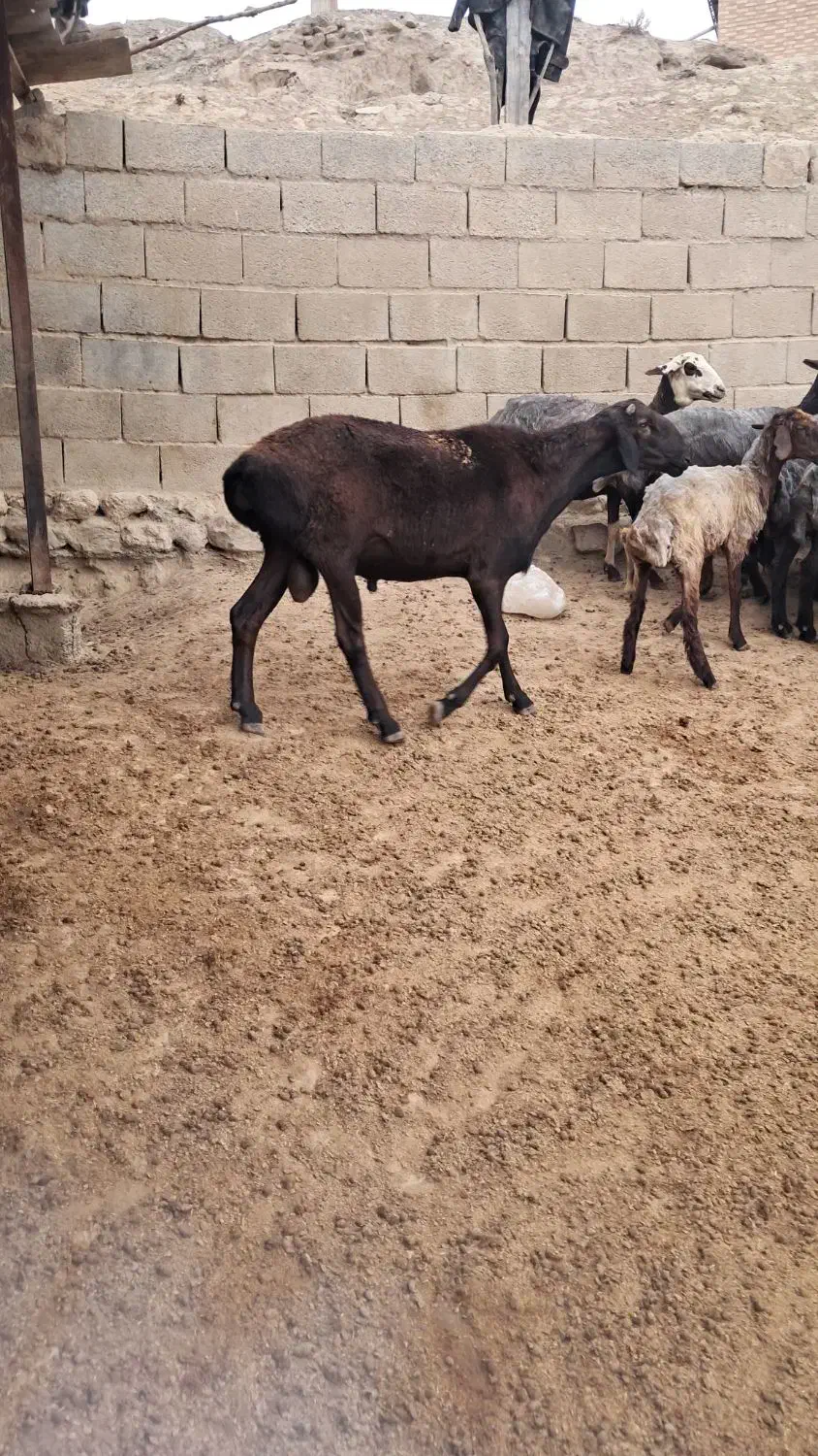 قوچ چینی|حیوانات مزرعه|گنبد کاووس, |دیوار