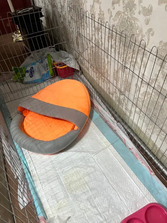 سگ پودل کراس|سگ|اردبیل, |دیوار