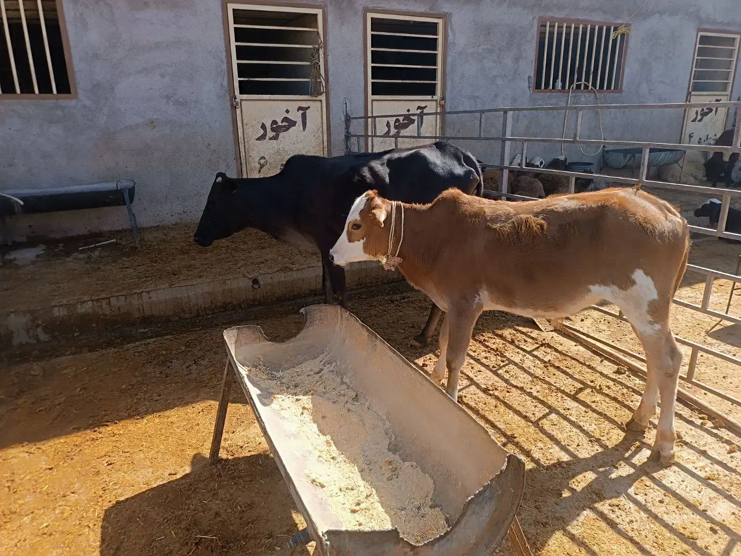 گاو و گوساله|حیوانات مزرعه|خرمآباد, |دیوار