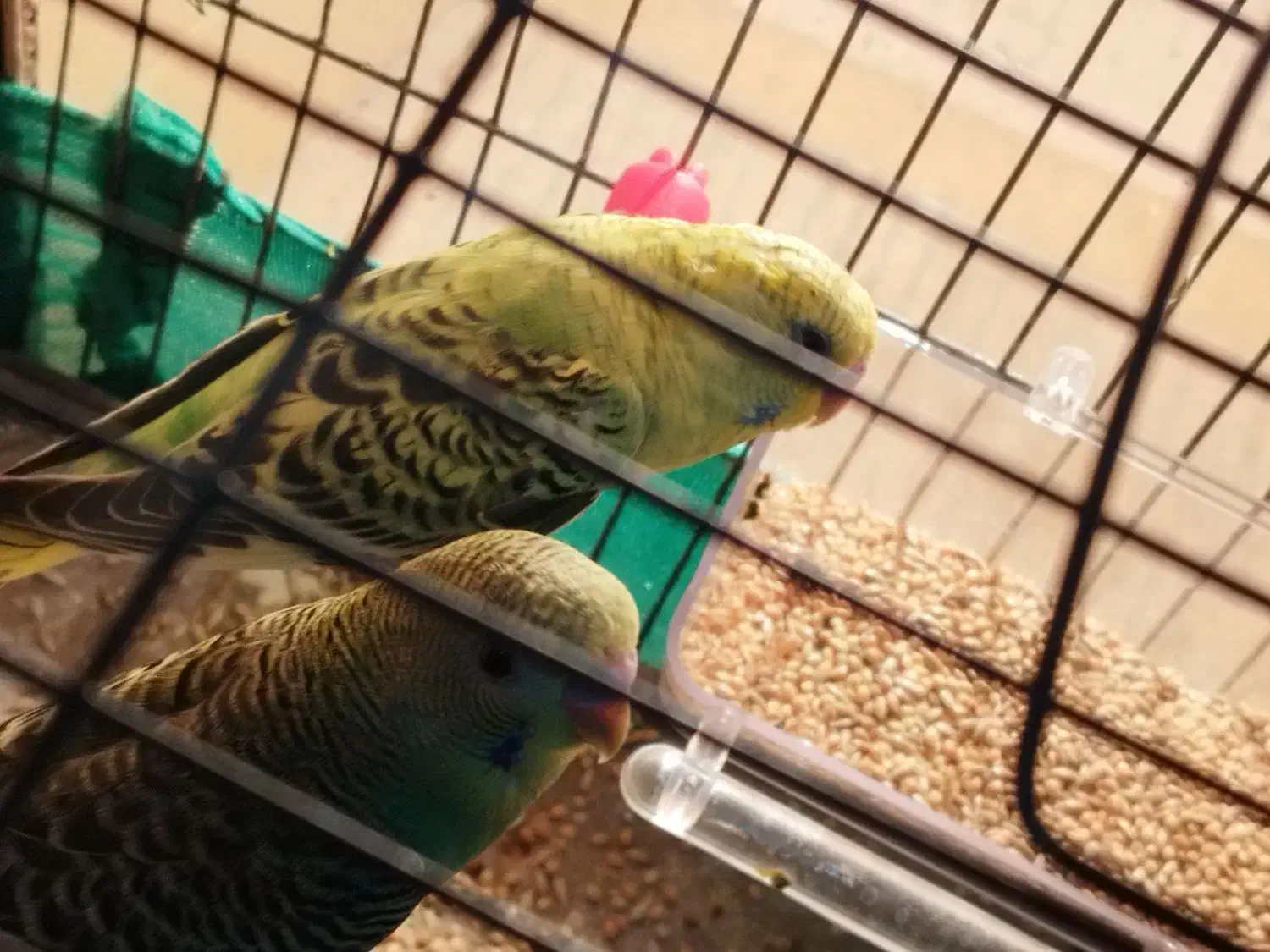 یک جفت مرغ عشق جوان|پرنده|باقرشهر, |دیوار