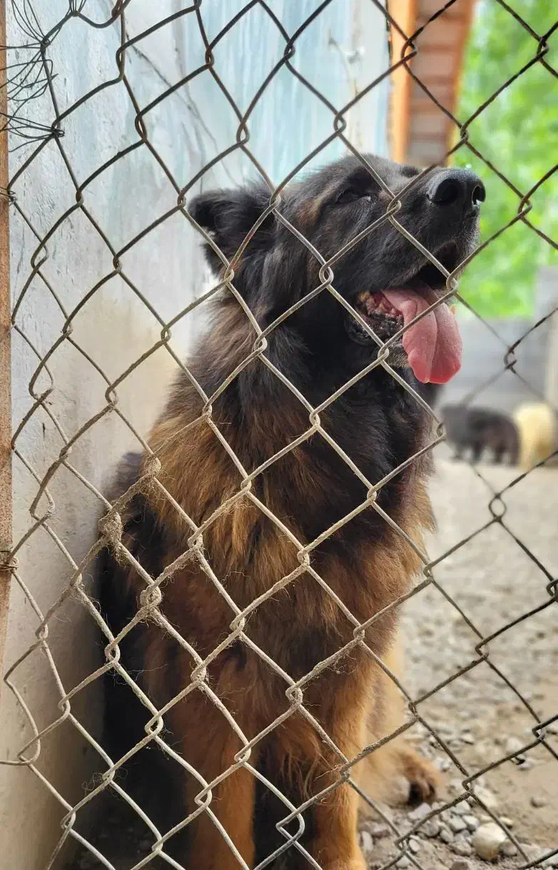 غذای سگ|لوازم جانبی حیوانات|رشت, بلوار گیلان|دیوار