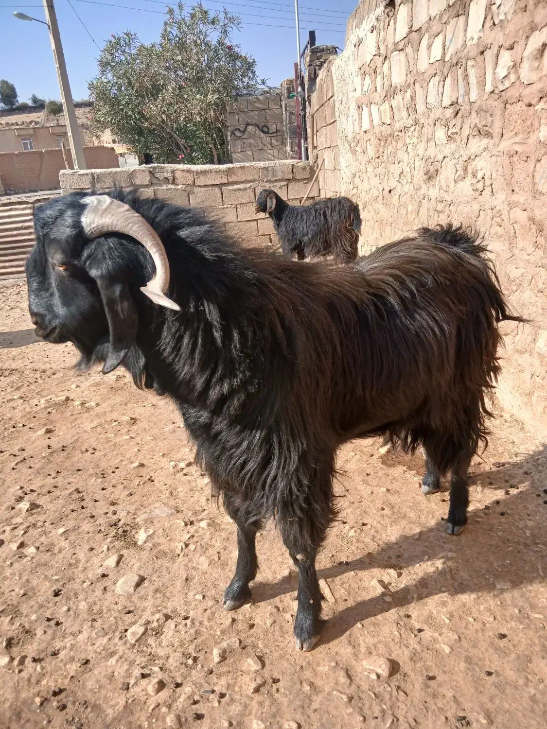 بز نر یا ساوین|حیوانات مزرعه|گیلان غرب, |دیوار