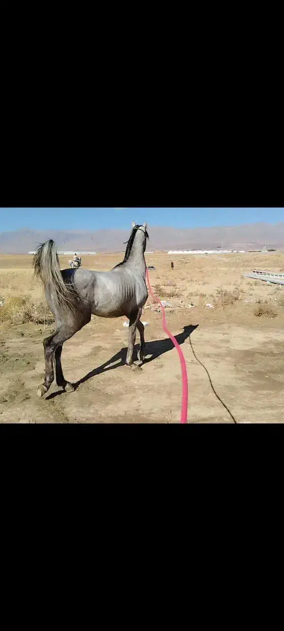 فروش اسب نریان عرب|اسب و تجهیزات اسب‌سواری|چادگان, |دیوار