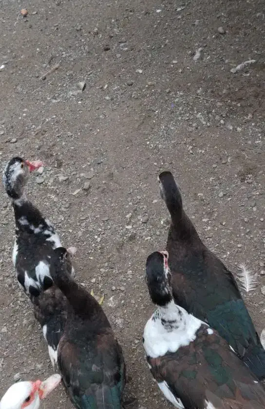 اسرائیلی|حیوانات مزرعه|بندر انزلی, کلیور|دیوار