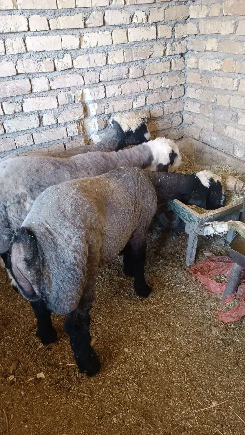 بره قوچی درجه یک|حیوانات مزرعه|همایجان, |دیوار