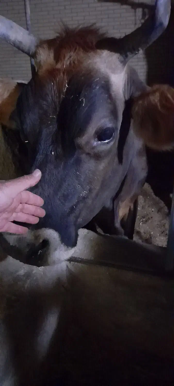 فروش ۲ راس گاو به قیمت  مناسب|حیوانات مزرعه|کشکوئیه, |دیوار