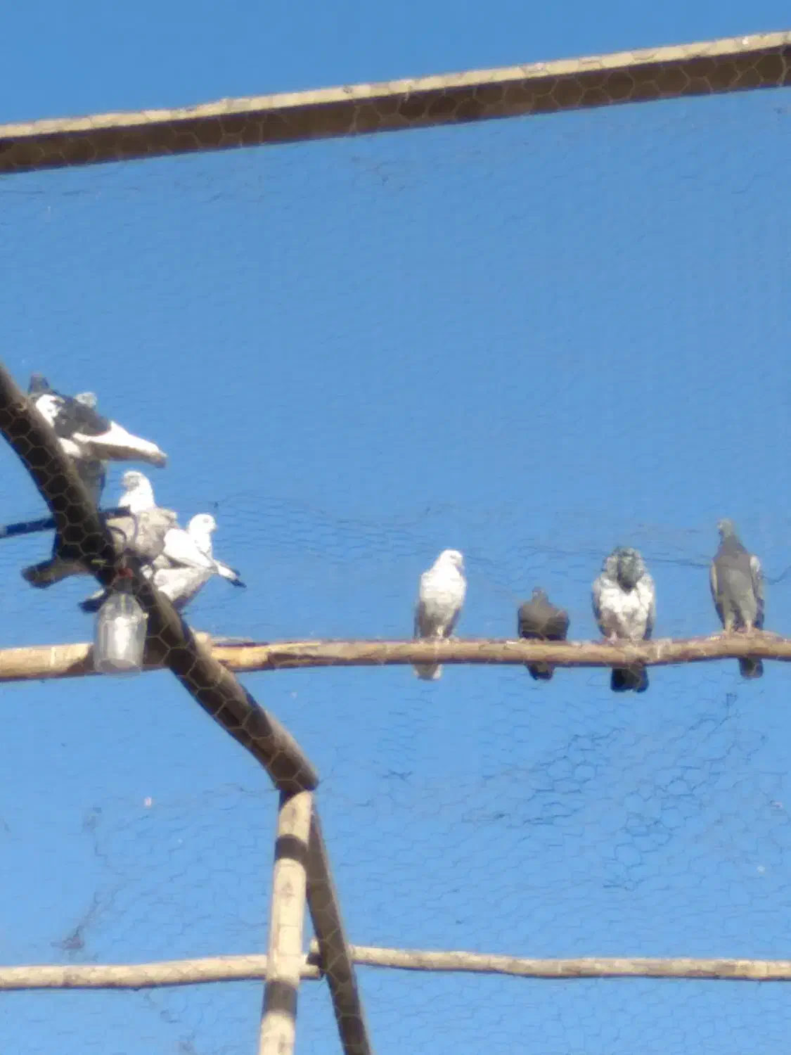 ۱۲تا کبوتر پرشی خوب|پرنده|معصومیه, |دیوار