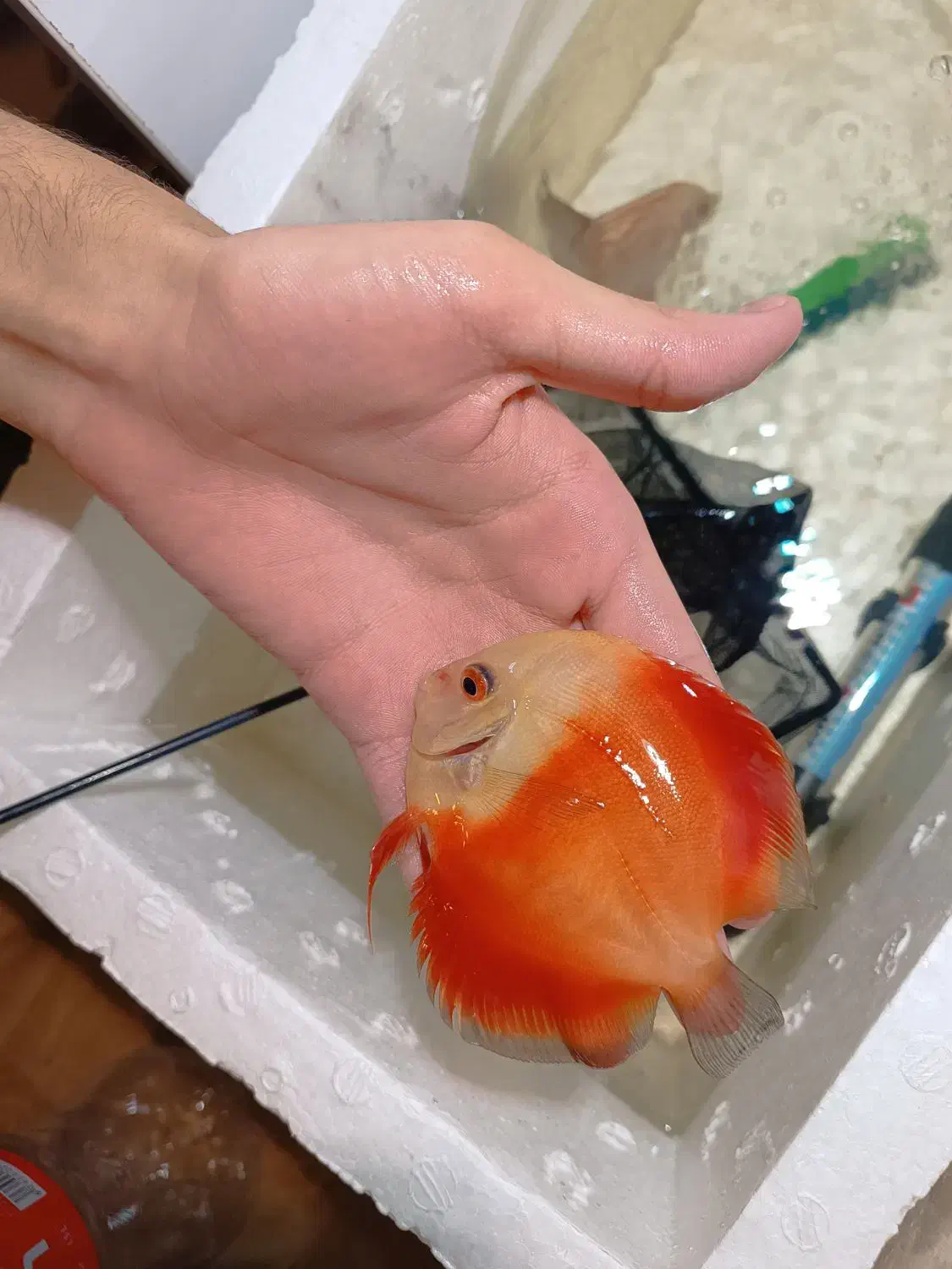 ماهی دیسکس|ماهی|اردبیل, |دیوار