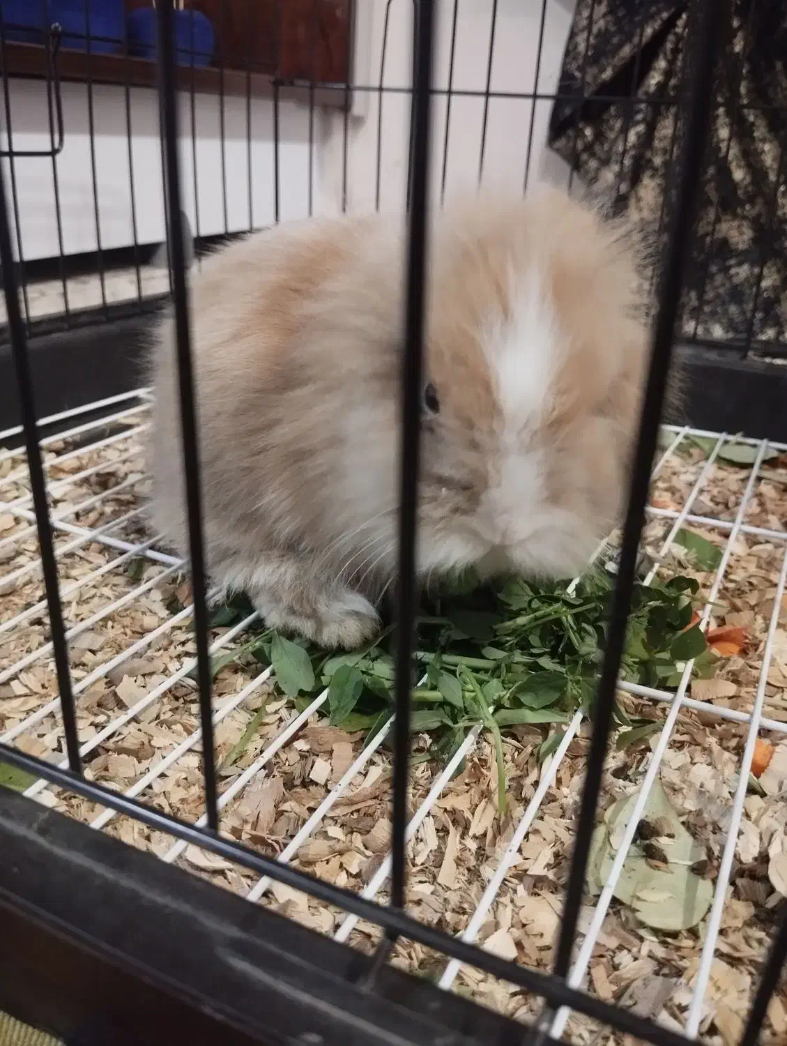 خرگوش لوپ|موش و خرگوش|خرمآباد, |دیوار