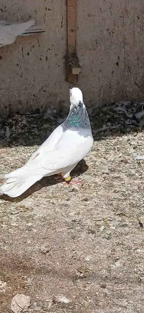 پرنده بهبونی طوق سبز کله ای هویی|پرنده|شیراز, ویلاشهر|دیوار