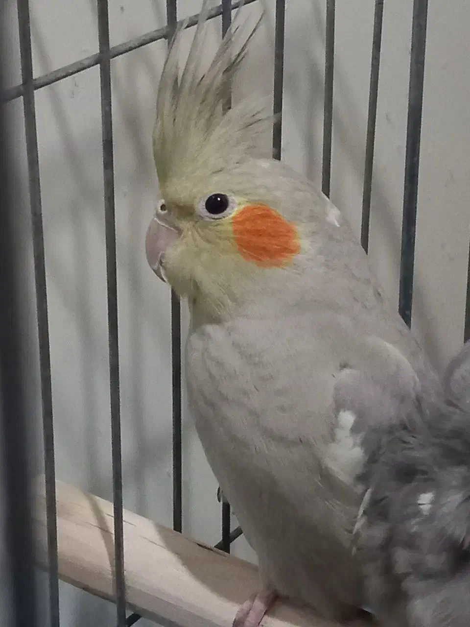 نر آماده|پرنده|کاشان, پاقپان|دیوار