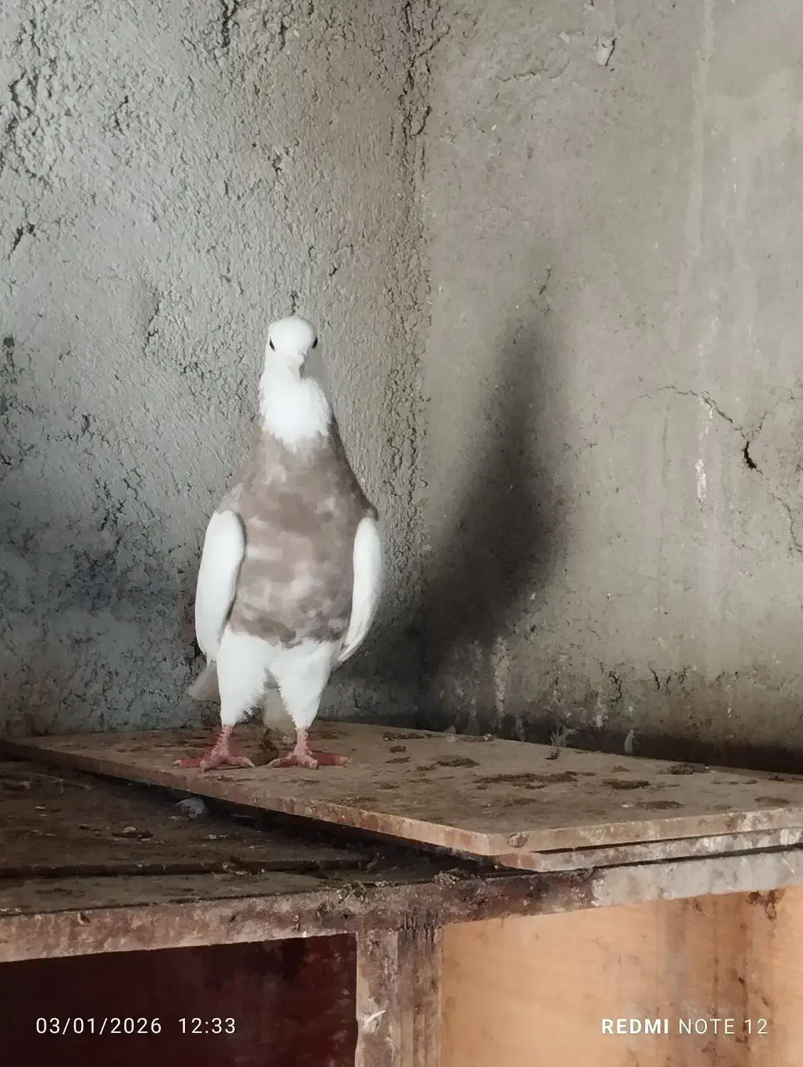 کبوتر طوقی و پلاکی|پرنده|جم, |دیوار