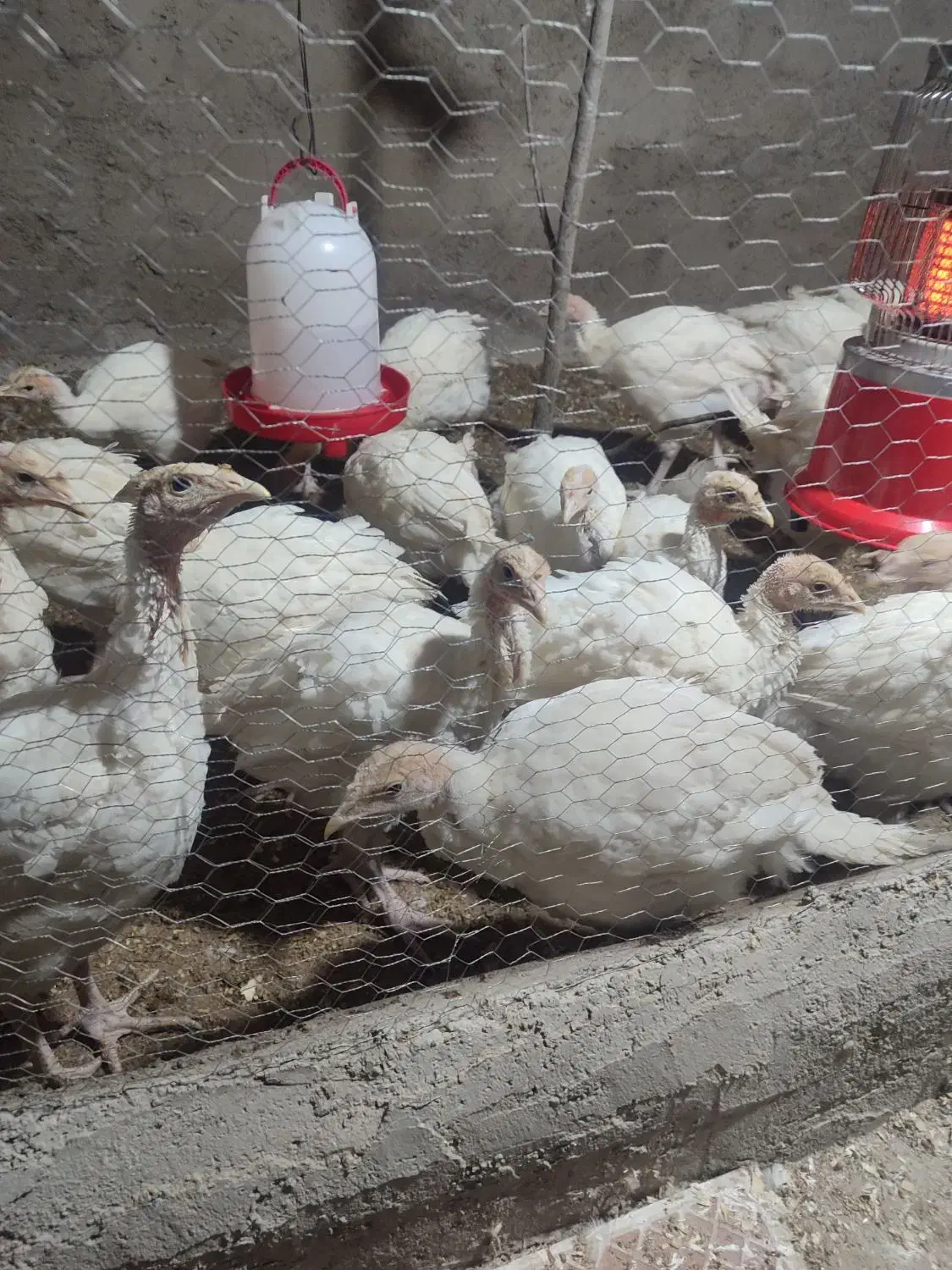 بوقلمون بیوتی ۶|حیوانات مزرعه|آزادشهر, |دیوار