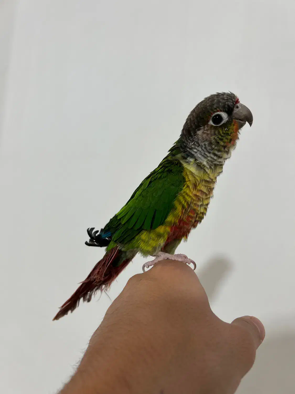 گیرینچیک دستی|پرنده|مشهد, رضاییه|دیوار