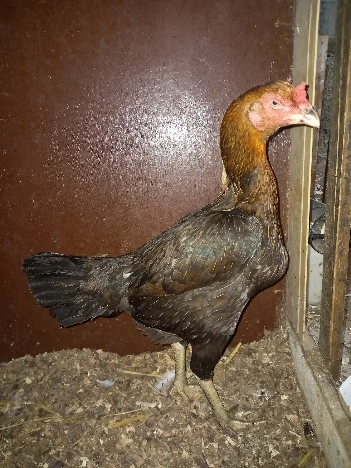 مرغ لاری افغان اصل|حیوانات مزرعه|نشتارود, |دیوار