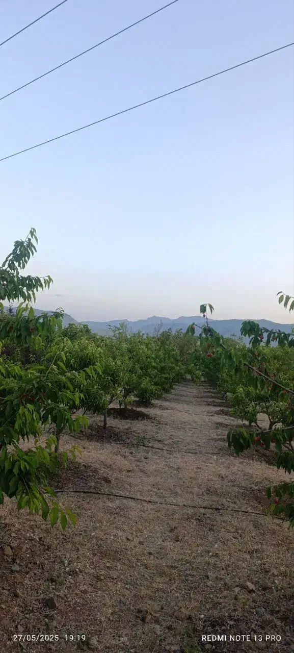 فروش باغ|فروش خانه و ویلا|کامیاران, |دیوار