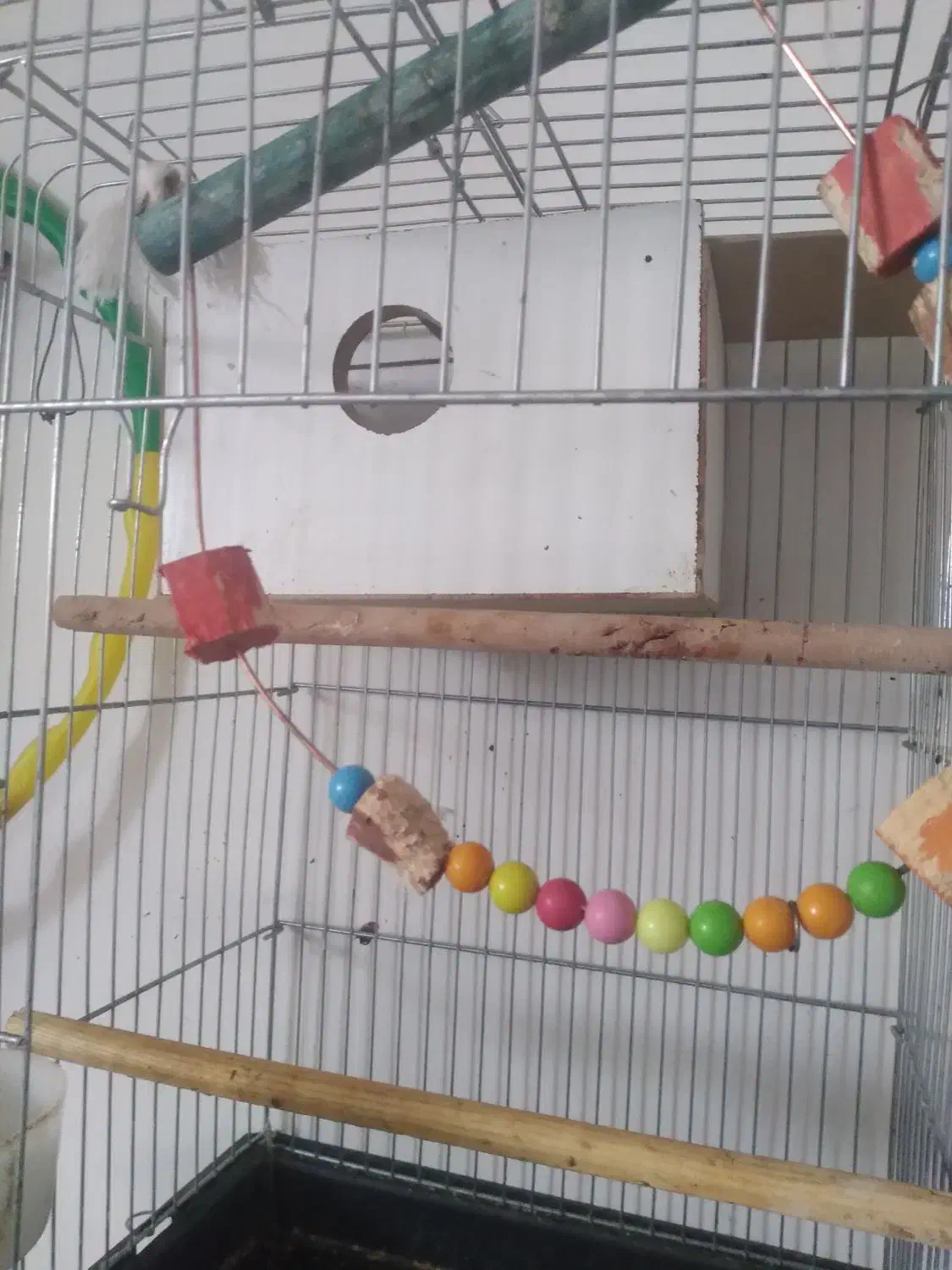 قفس پرنده|لوازم جانبی حیوانات|اردبیل, |دیوار