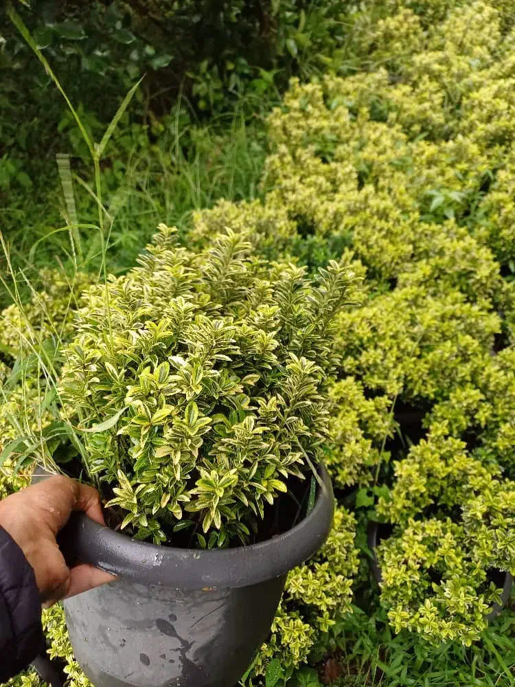 انواع گلهای باغ وباغچهویلاوبالکن|گل و گیاه طبیعی|تهران, ترمینال غرب|دیوار