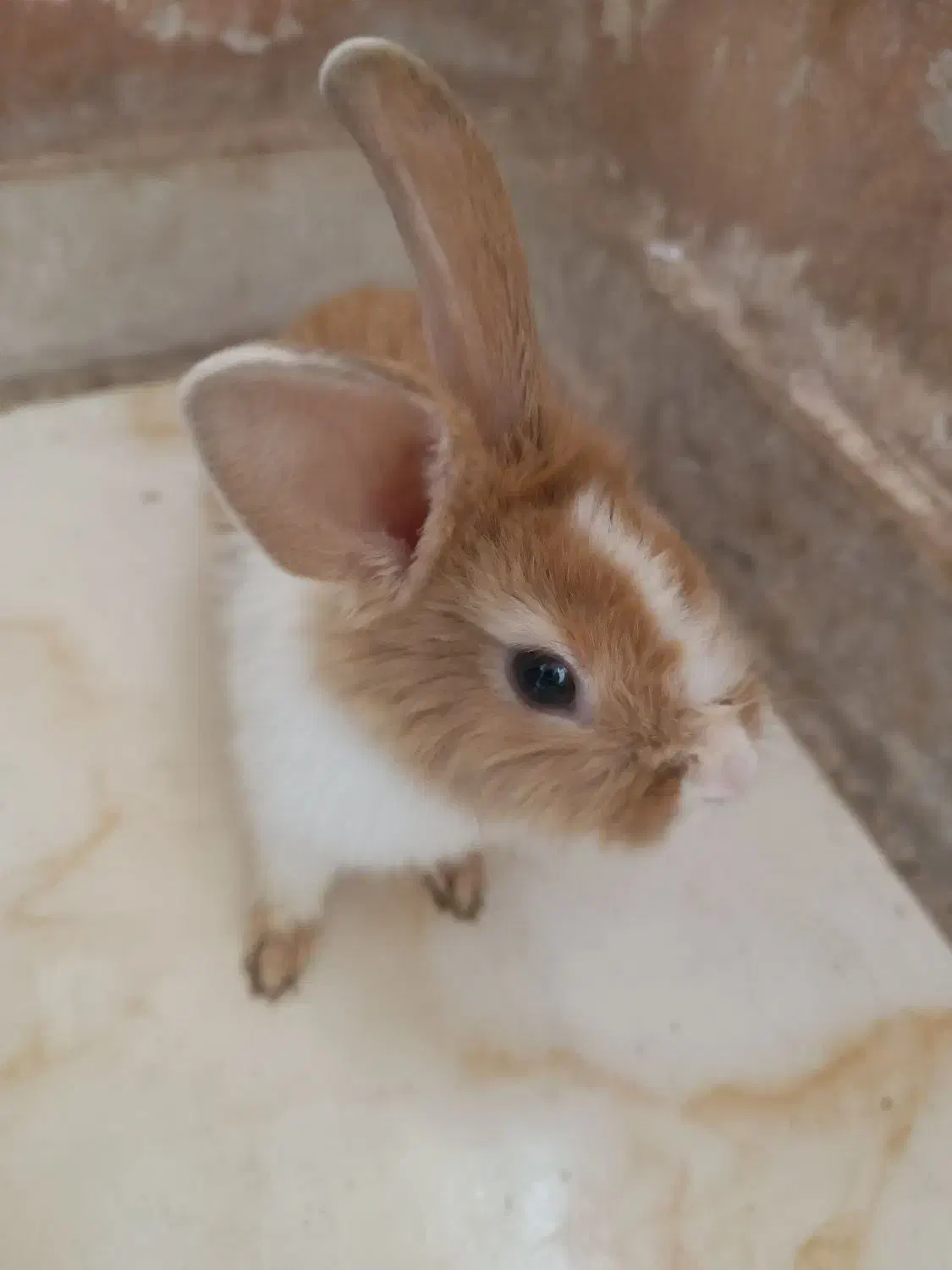 خرگوش بازیگوش خانگی|موش و خرگوش|پرند, فاز ۶|دیوار