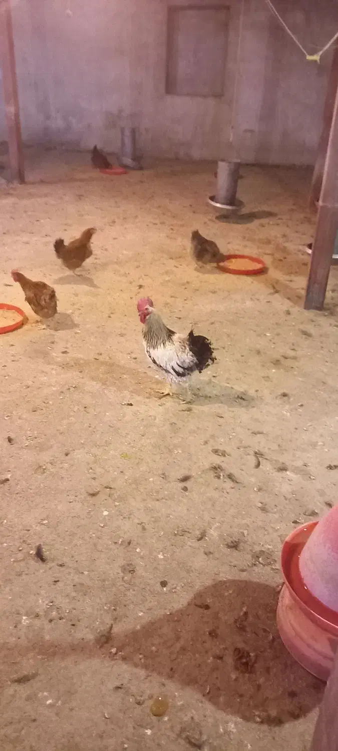 مرغ و خروس گلپایگان|حیوانات مزرعه|فلاورجان, |دیوار