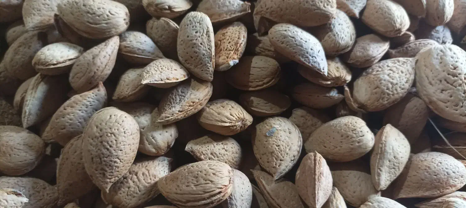 بادام درختی (سنگی)|خوردنی و آشامیدنی|مشهد, هنرور|دیوار