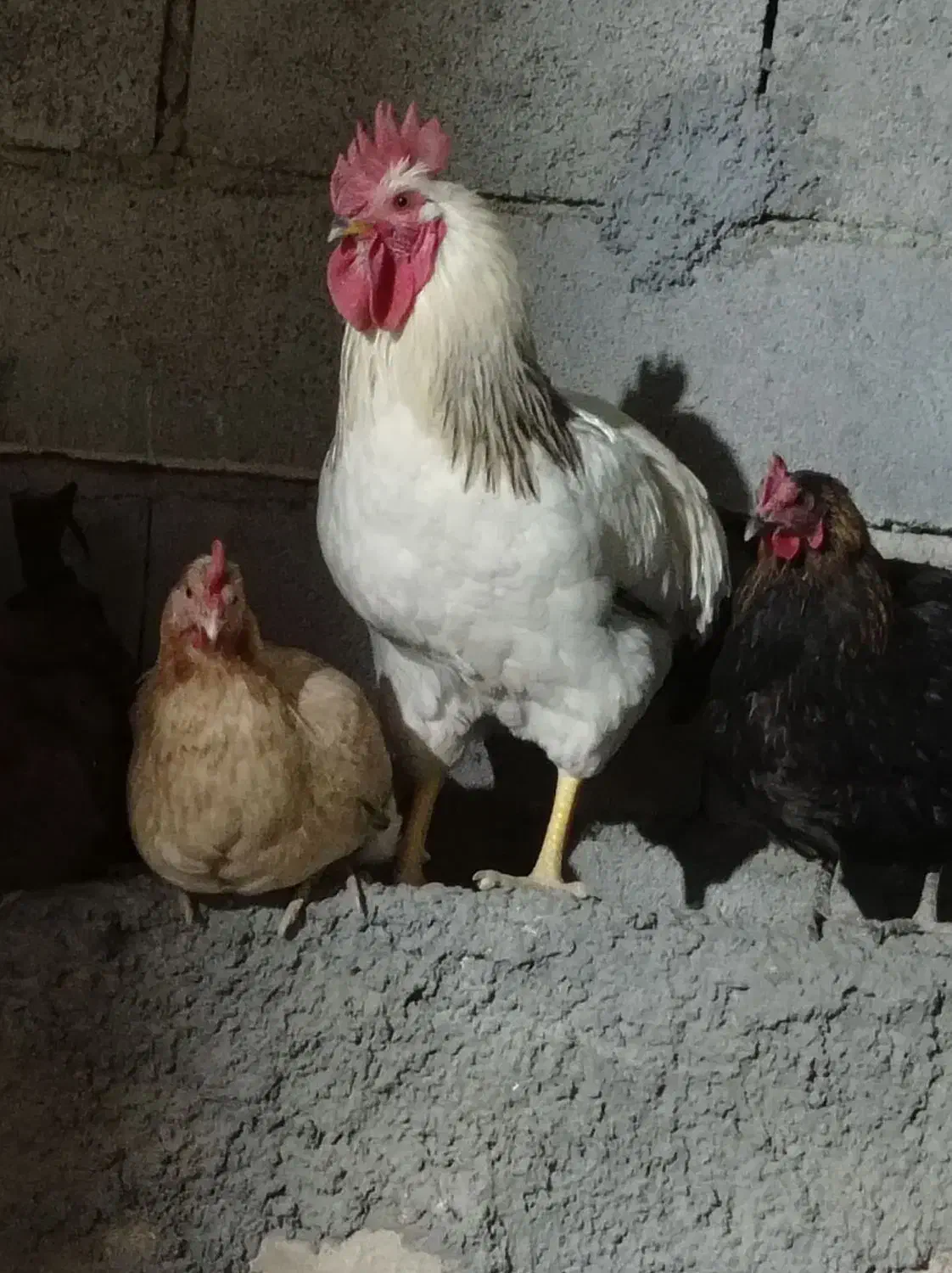 خروس  ۵ ماه|حیوانات مزرعه|جوانرود, |دیوار