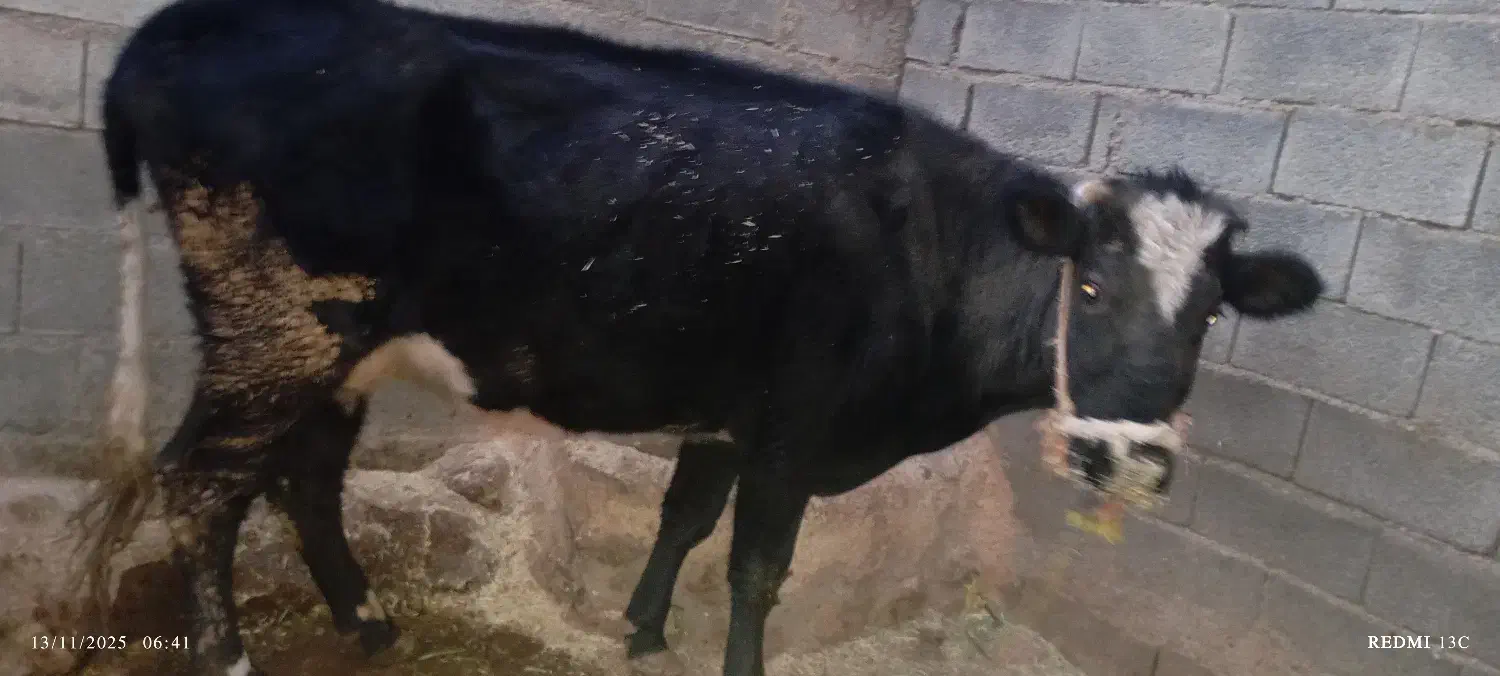 گاو و گوساله نر|حیوانات مزرعه|صحنه, |دیوار