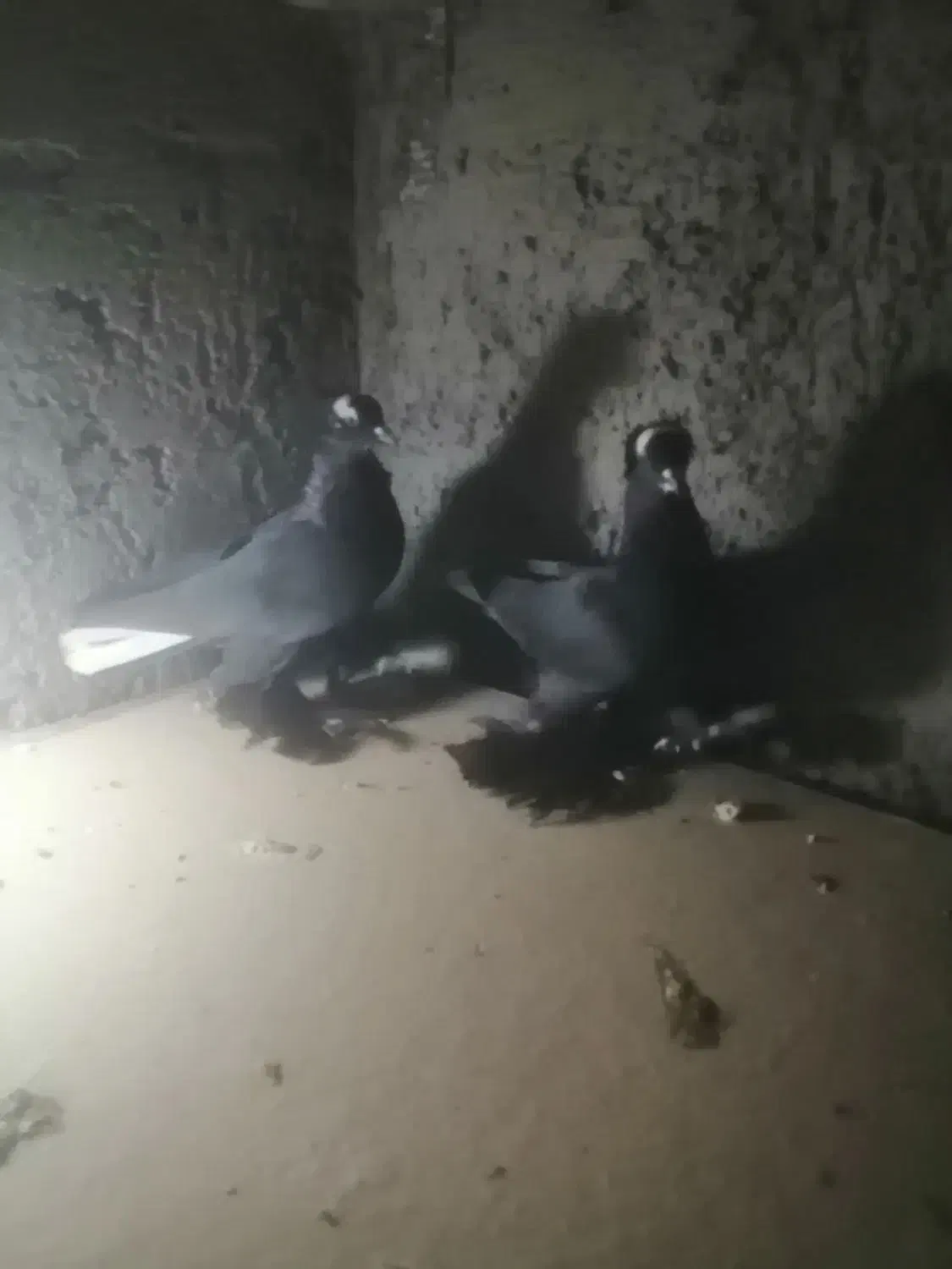 کبوترالوان|پرنده|تبریز, |دیوار