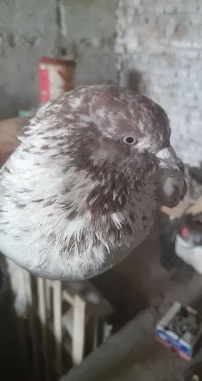 نر پرشی  به شرط|پرنده|قم, شهرک توانیر|دیوار