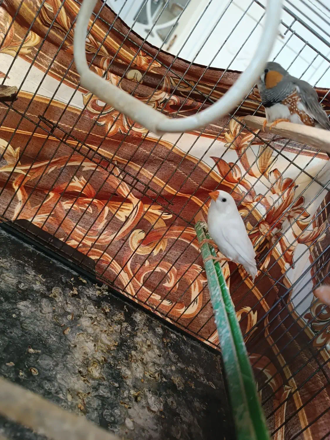 یک جفت فنچ|پرنده|هشتگرد, شهرک بعثت|دیوار