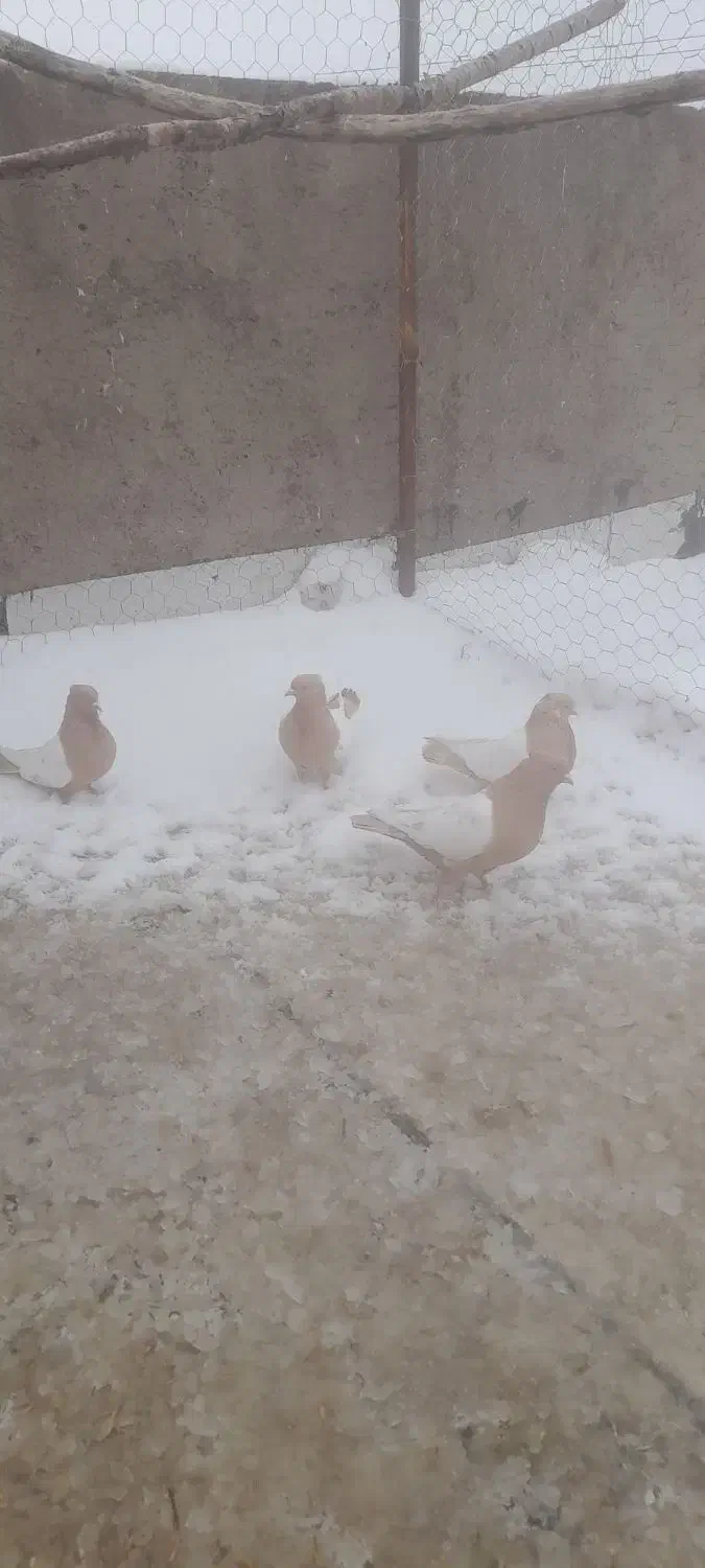 کبوتر سینه زرد|پرنده|جلفا, |دیوار