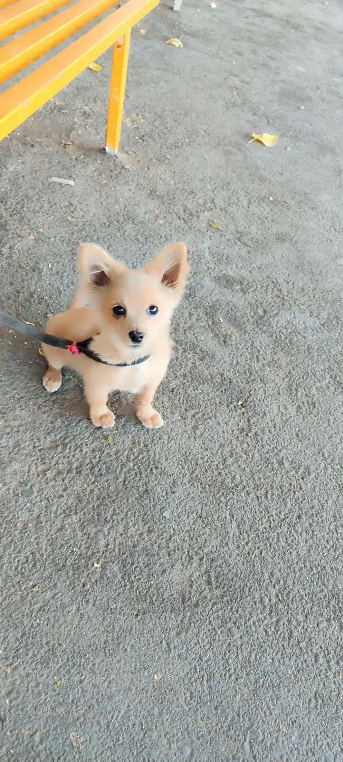 سگ تربیت شده|سگ|پاکدشت, پاکدشت (مامازند)|دیوار