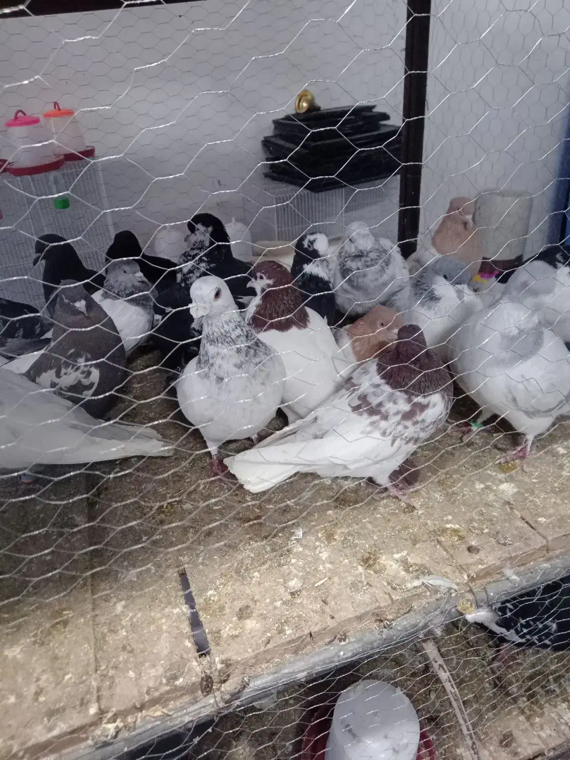 کفتر رنگه|پرنده|مشهد, میان ولایت|دیوار