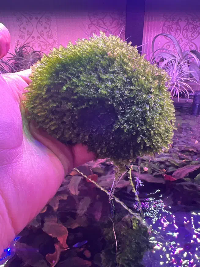 گل و گیاه اکواریوم پلنت|ماهی|تبریز, |دیوار