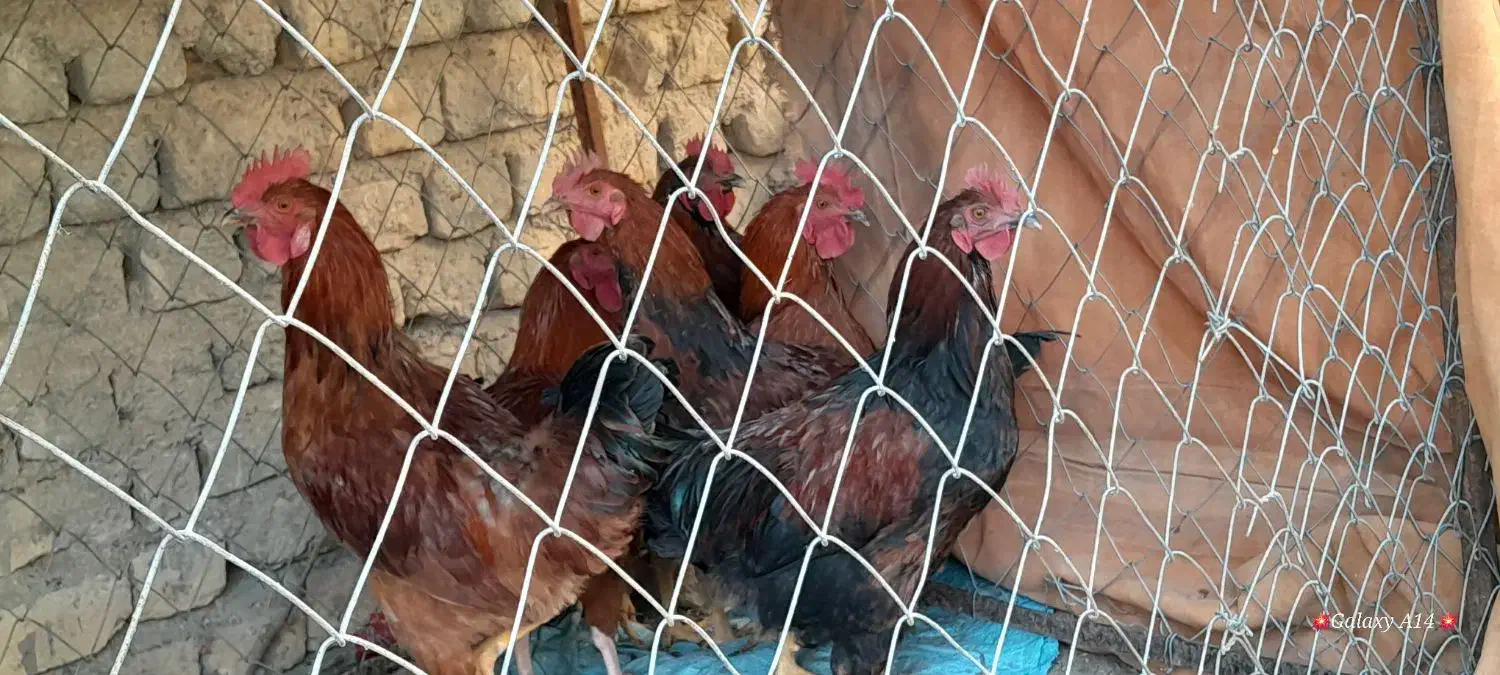 خروس درشت|پرنده|شیروان (خراسان), |دیوار