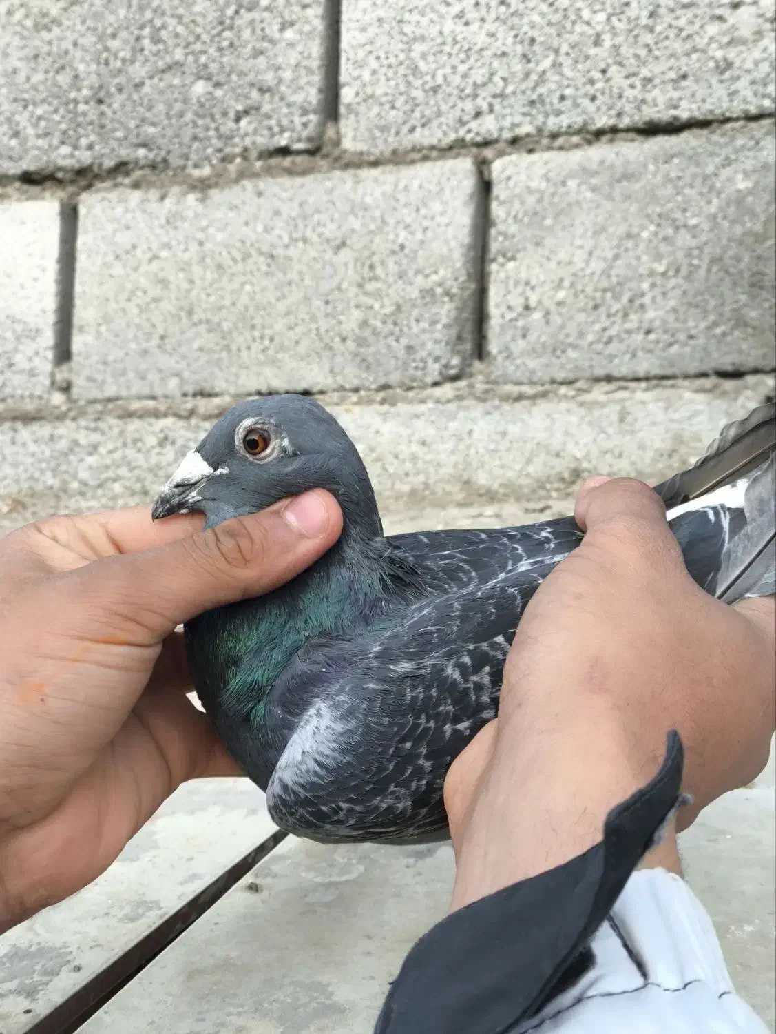 جفت المانی کار داده|پرنده|مشهد, انقلاب|دیوار